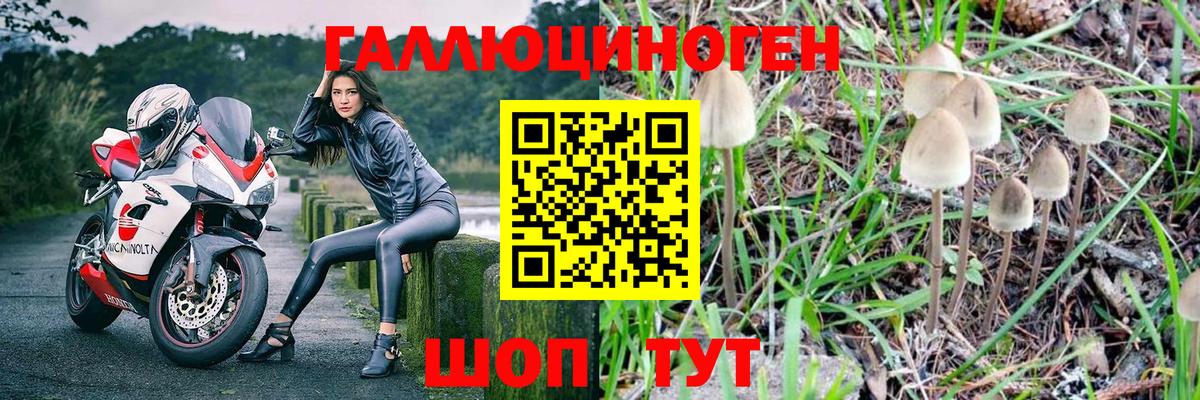 купить наркоту  Вход с VPN  Хасавюрт  Галлюциногенные грибы Psilocybe 